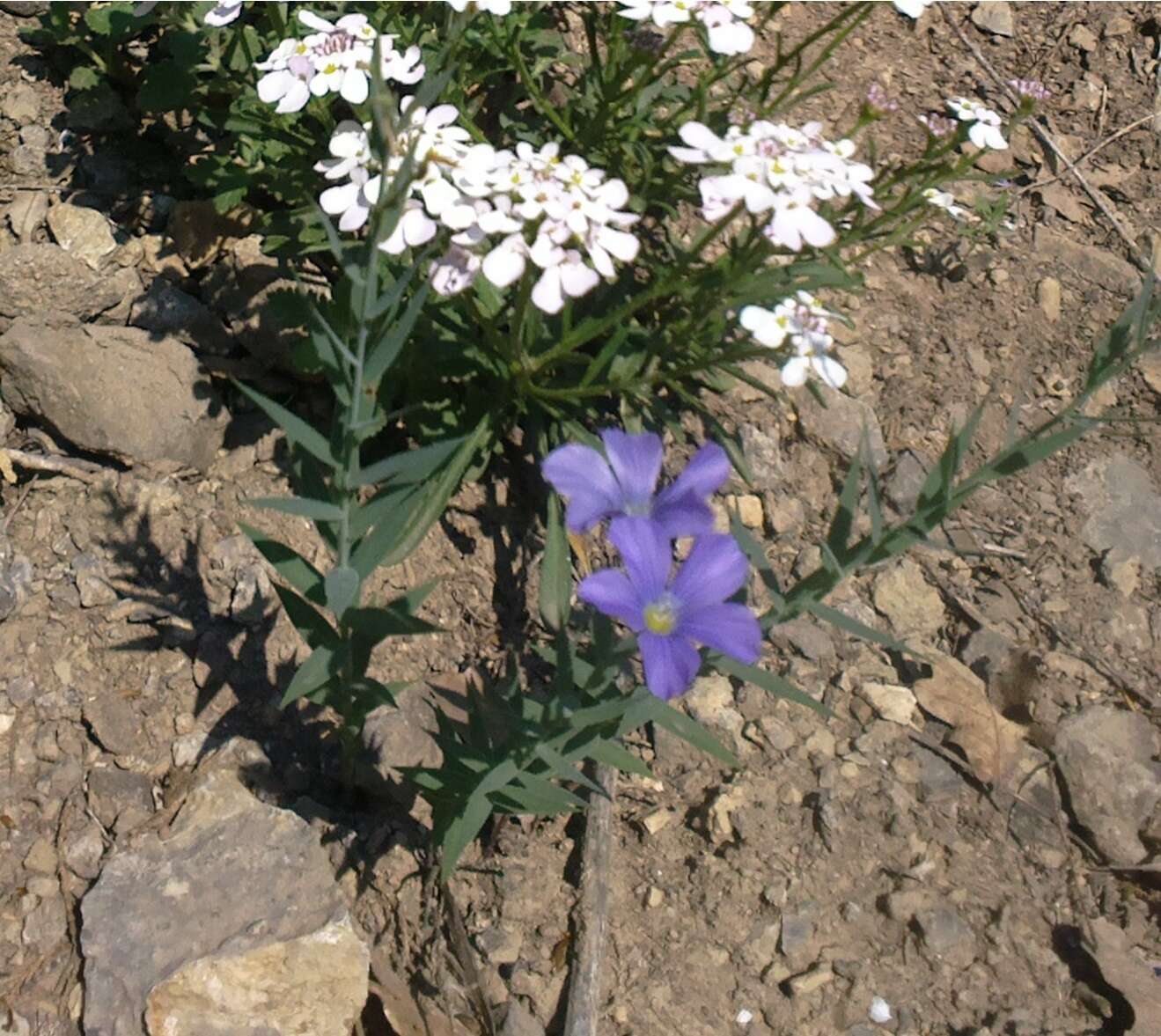 Imagem de Linum nervosum Waldst. & Kit.