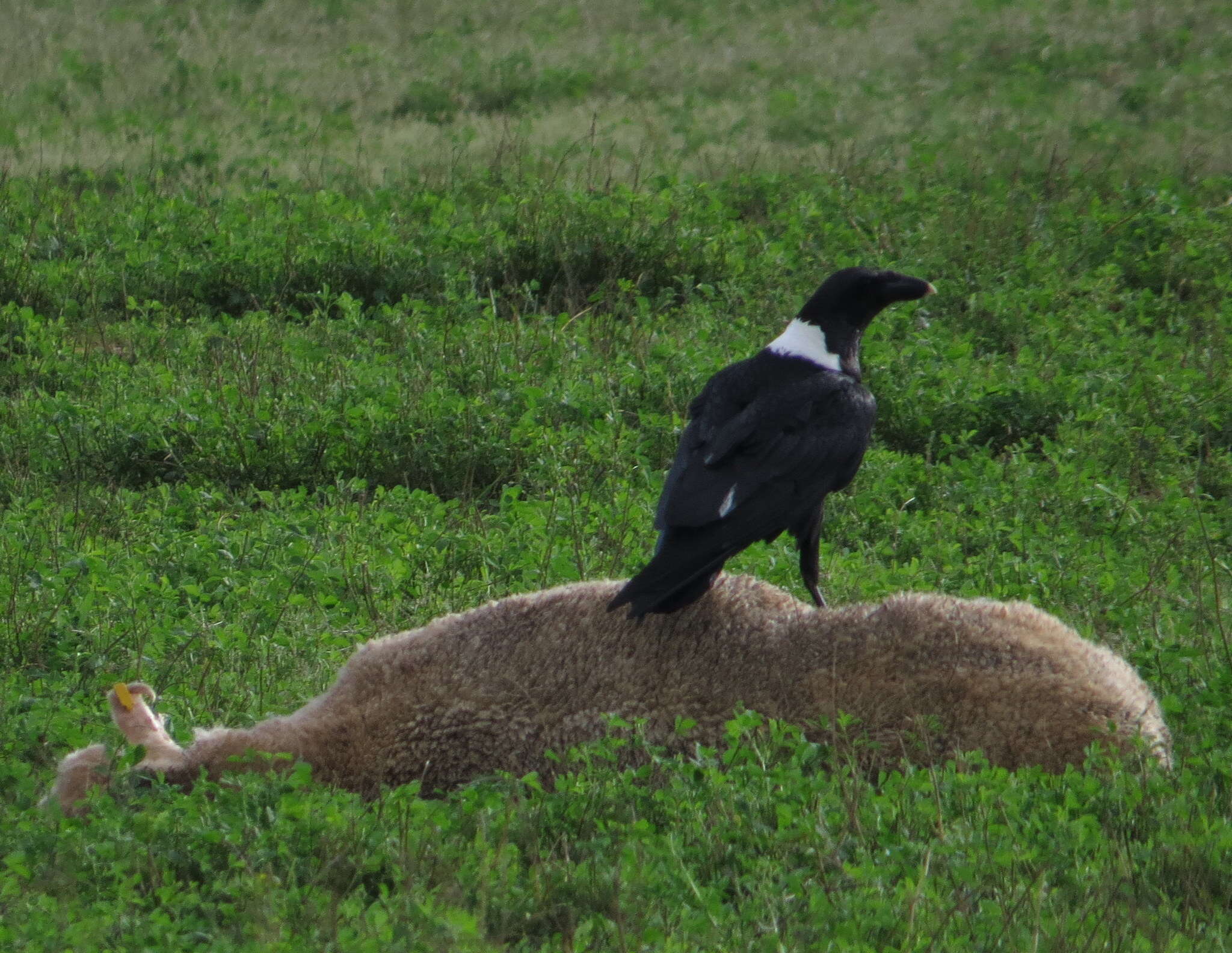 Image of White-necked Raven