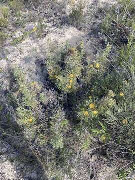 Image de Banksia borealis subsp. borealis