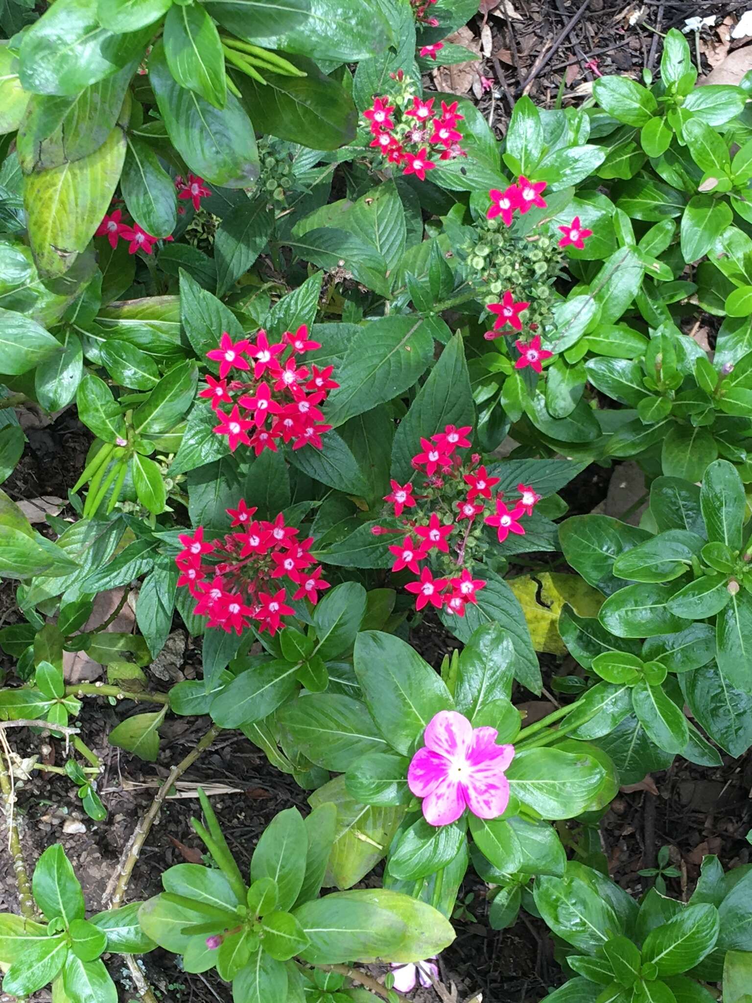 صورة Pentas lanceolata (Forssk.) Deflers