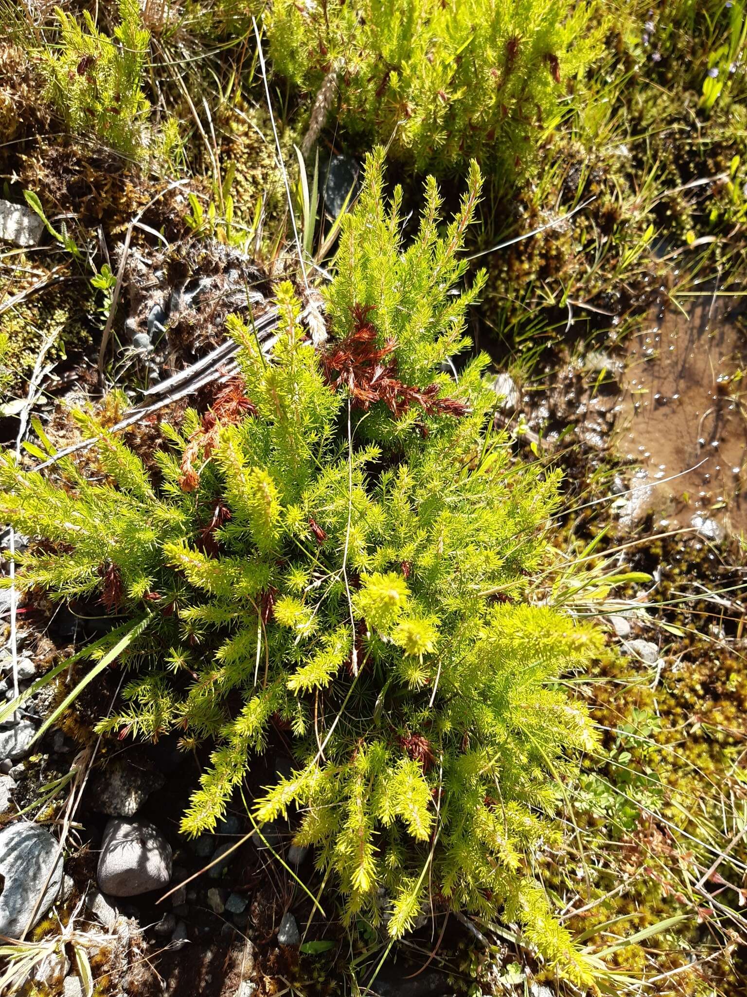 Image of Erica australis L.