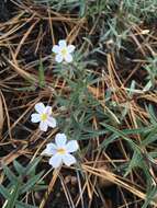 Image of Big Bear Valley phlox