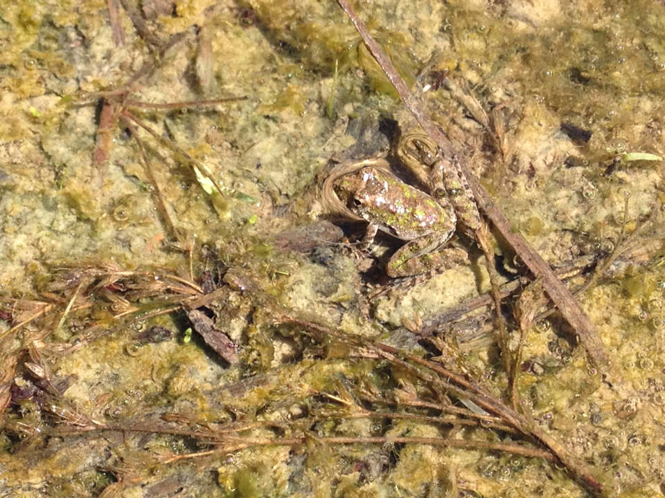 Image of slant-faced grasshopper