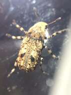 Image of Marbled Fungus Weevil