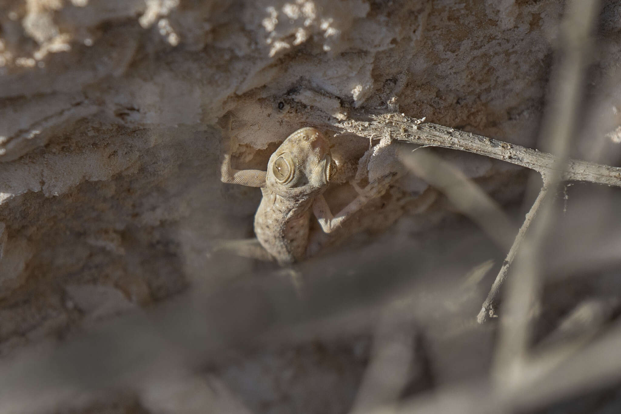 Image of Fan-fingered gecko