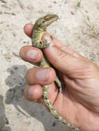 Image of Wahlberg's Velvet Gecko