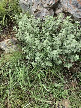 Слика од Helichrysum mimetes S. Moore