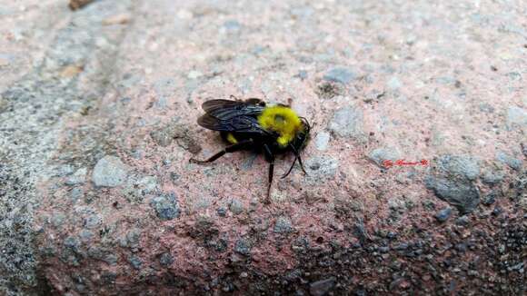 Image of Bombus steindachneri Handlirsch 1888