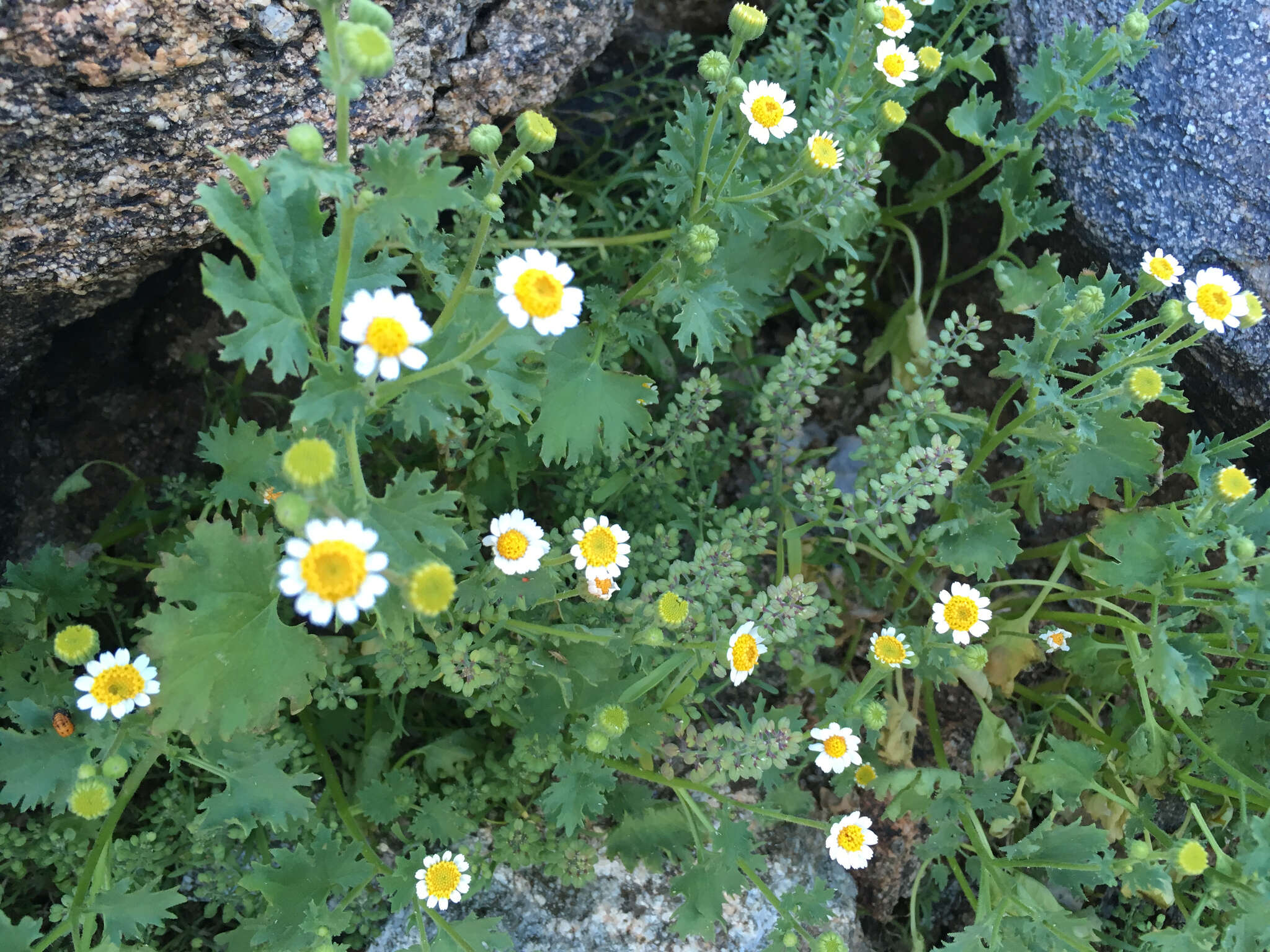 Image of Emory's rockdaisy