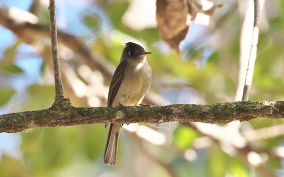 Image of Cuban Pewee