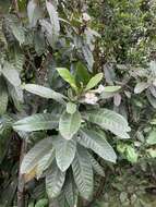 Image of Tabebuia cassinoides (Lam.) DC.