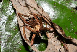 Image of Ophiocordyceps engleriana (Henn.) G. H. Sung, J. M. Sung, Hywel-Jones & Spatafora 2007