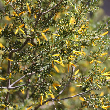 Image of Persoonia terminalis L. A. S. Johnson & P. H. Weston