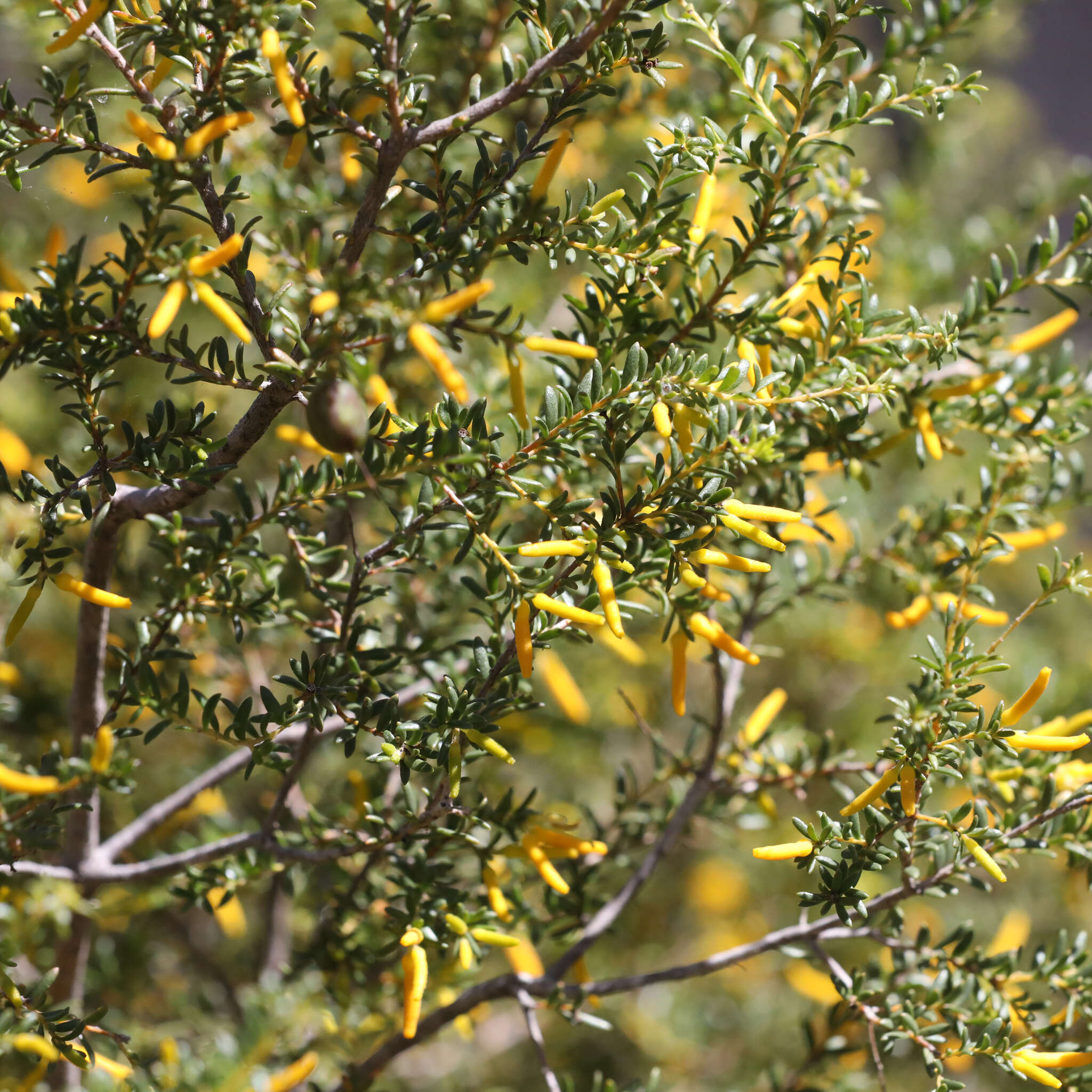 Image of Persoonia terminalis L. A. S. Johnson & P. H. Weston