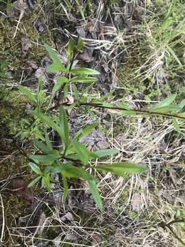 Слика од Salix arbusculoides Anderss.