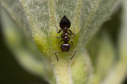 Image of Crematogaster ashmeadi Mayr 1886