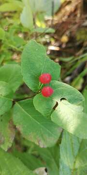 صورة Lonicera chamissoi Bunge