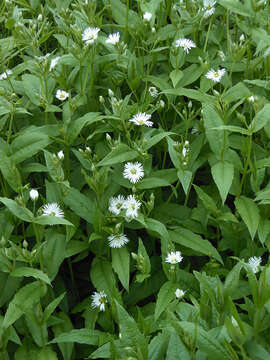 Image of Stellaria radians L.