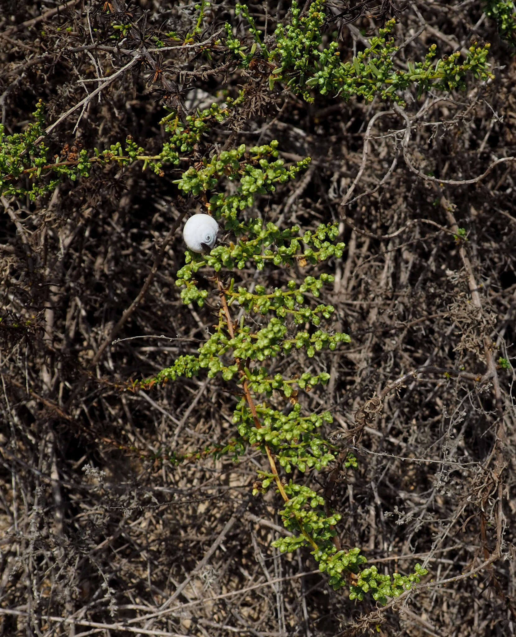 Image of Artemisia monosperma Del.