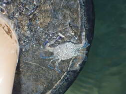 Image of flat-browed crab