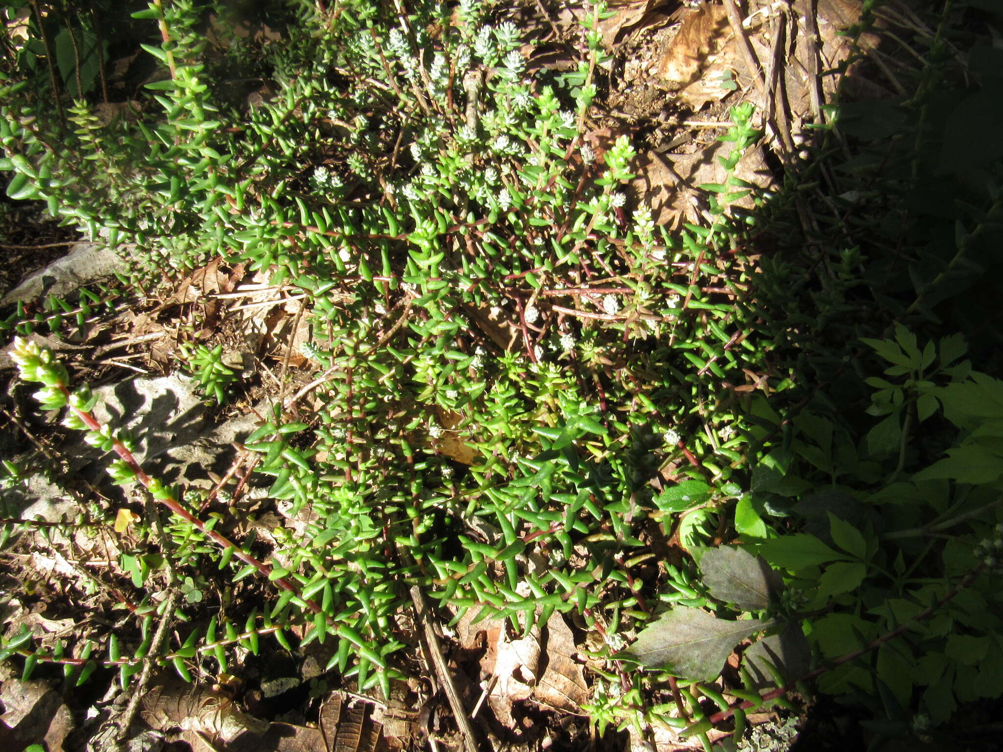 Image of Villadia albiflora (Hemsl.) Rose