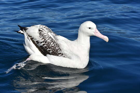 Image of Wandering albatross