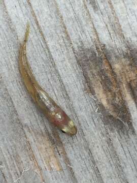 Image of <i>Rhinogobius kurodai</i>