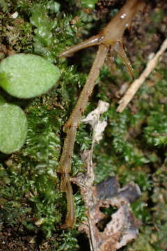 Image of Pachyrhamma edwardsii (Scudder & S. H. 1869)