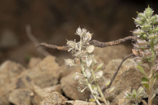 Image of Alyssum pogonocarpum Carlström