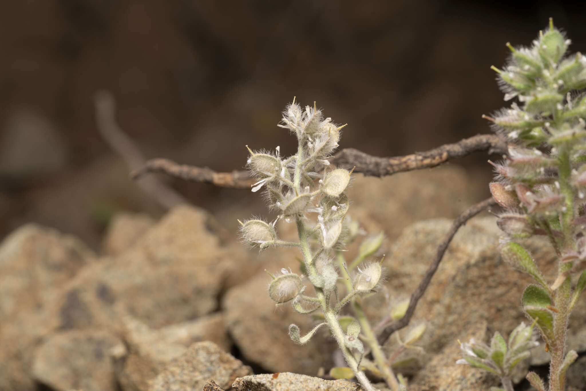 Sivun Alyssum pogonocarpum Carlström kuva