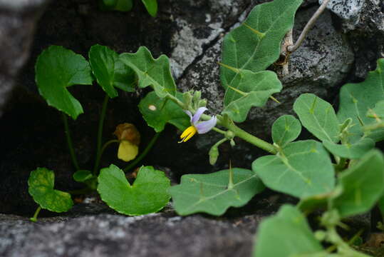 Слика од Solanum miyakojimense T. Yamazaki & A. Takushi