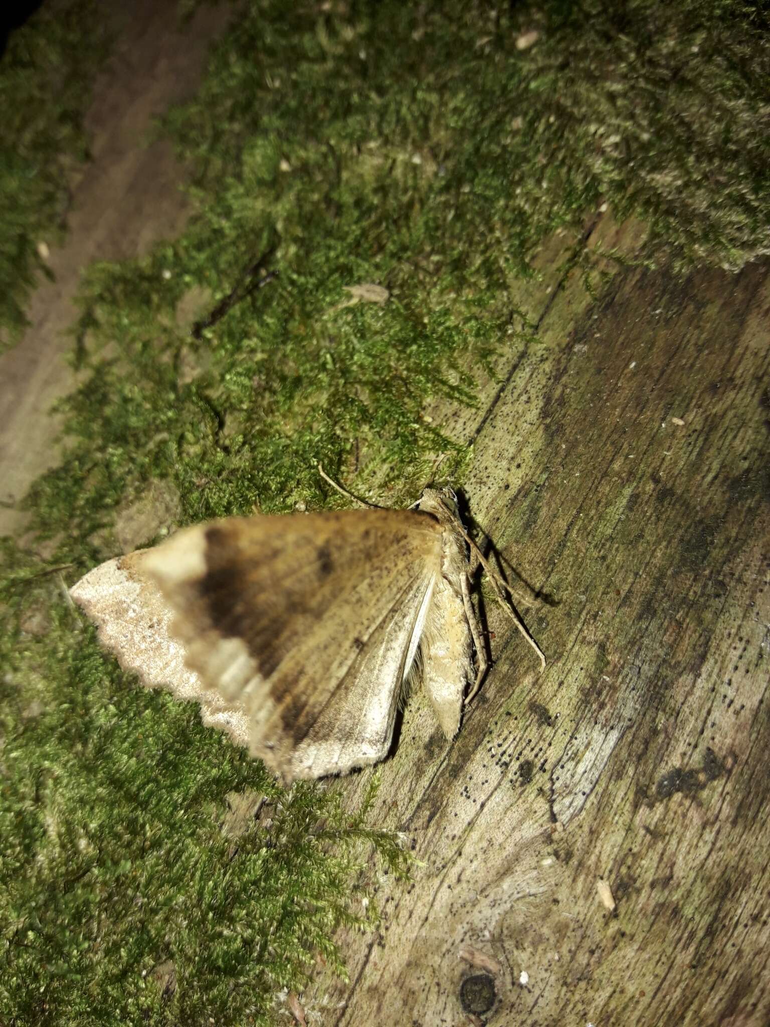 Image of Kawakawa looper moth