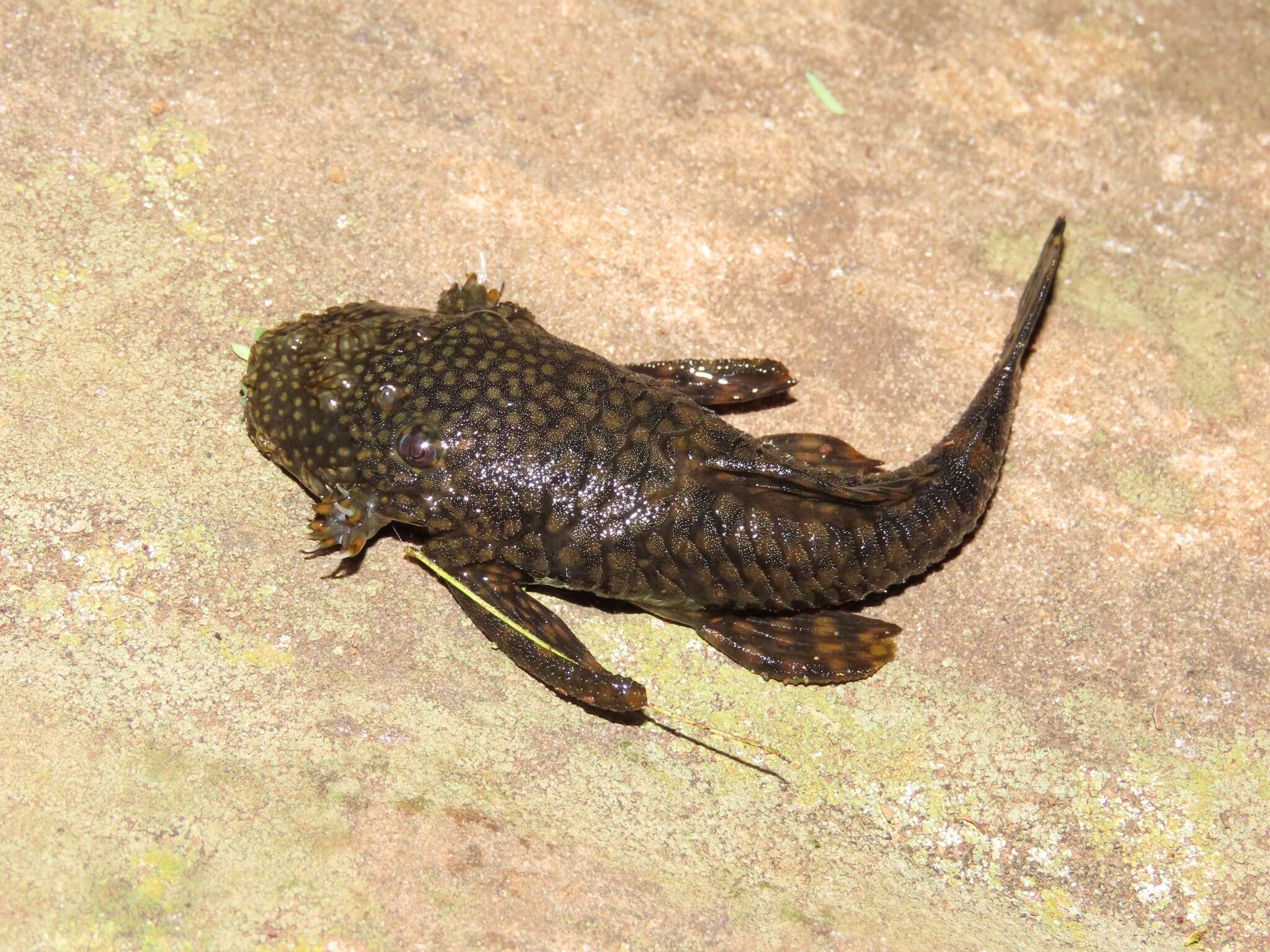 Image of Ancistrus pirareta Muller 1989