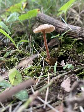 Image of Inocybe calospora Quél. 1881