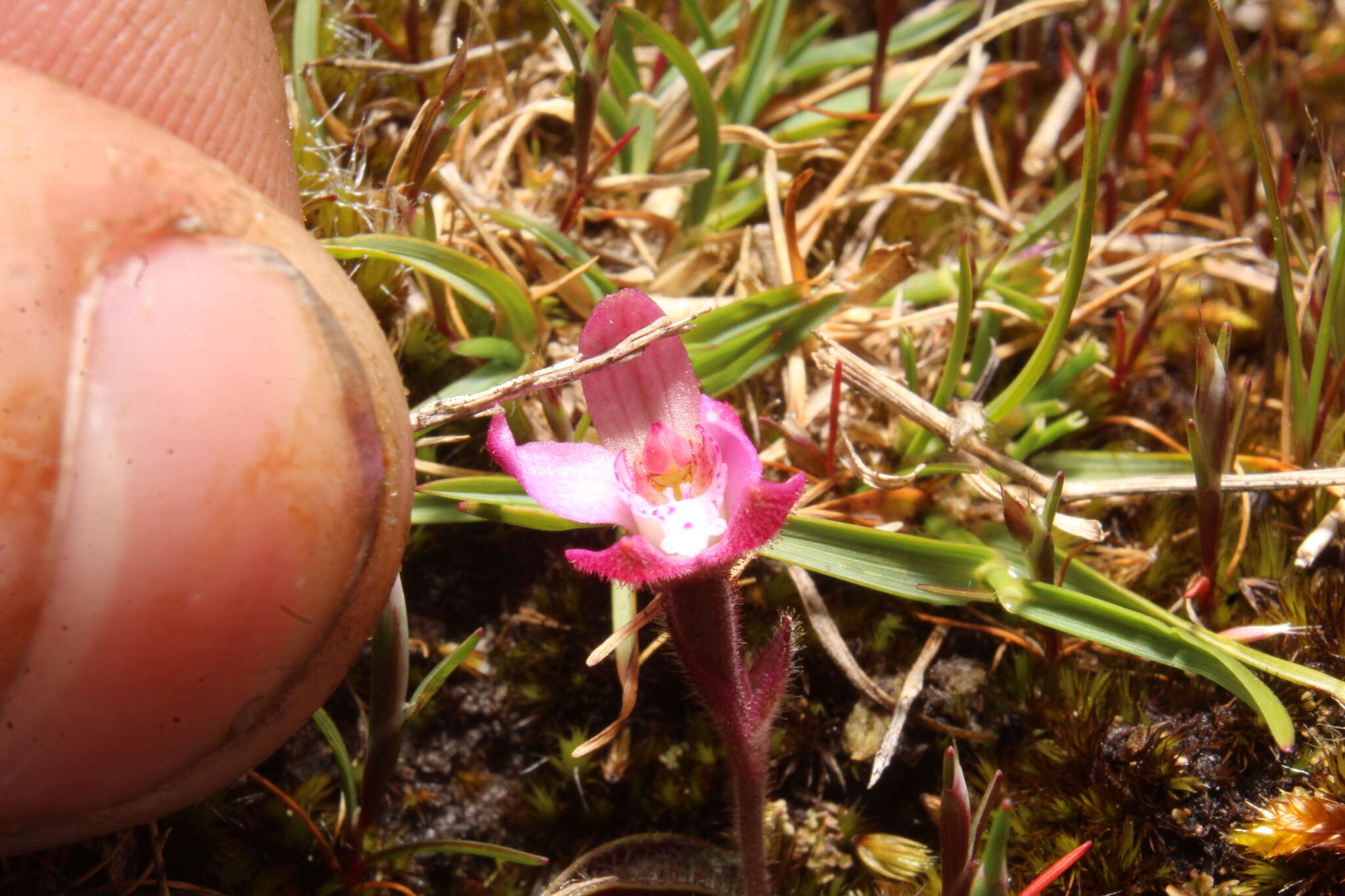 Image of Caladenia nana subsp. nana