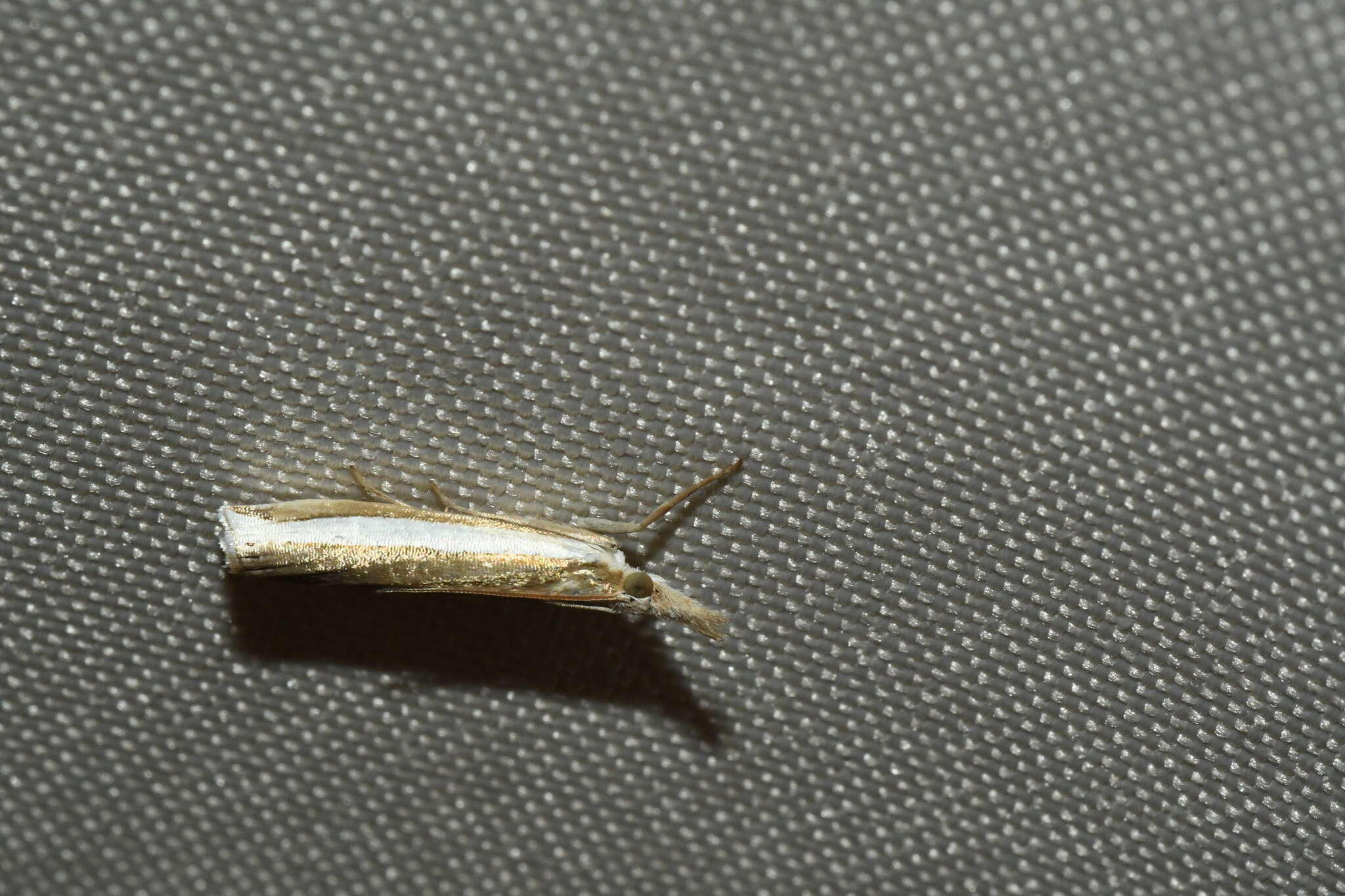 Image of Crambus unistriatellus Packard 1868