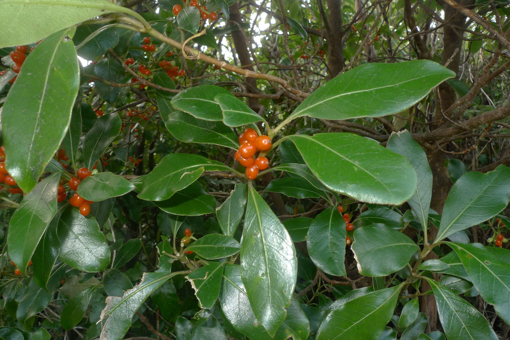 Imagem de Coprosma lucida J. R. Forst. & G. Forst.