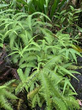 Image of Mexican Umbrella Fern