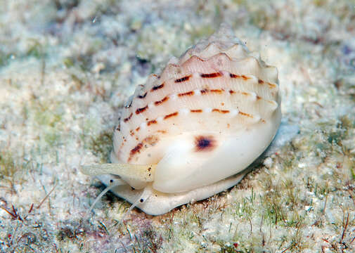 صورة Nassarius oneratus (Deshayes 1863)