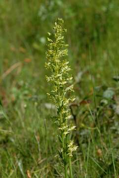 Слика од Platanthera algeriensis Batt. & Trab.