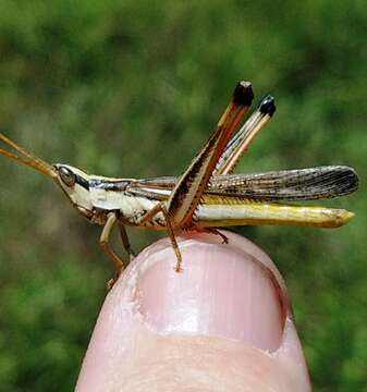 Image of Two-striped Mermiria