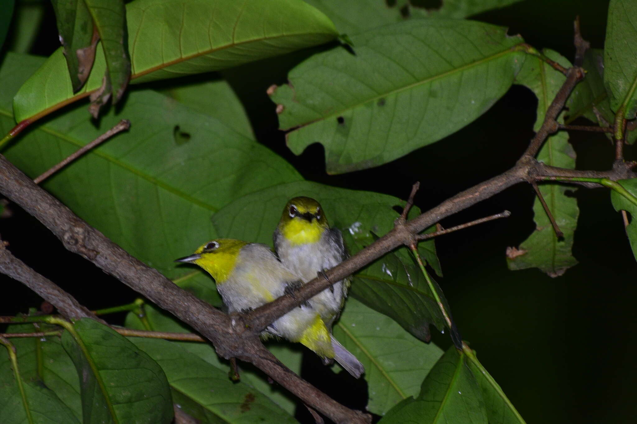 Image of Swinhoe's White-eye