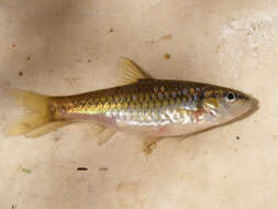 Image of Orange-fin barb