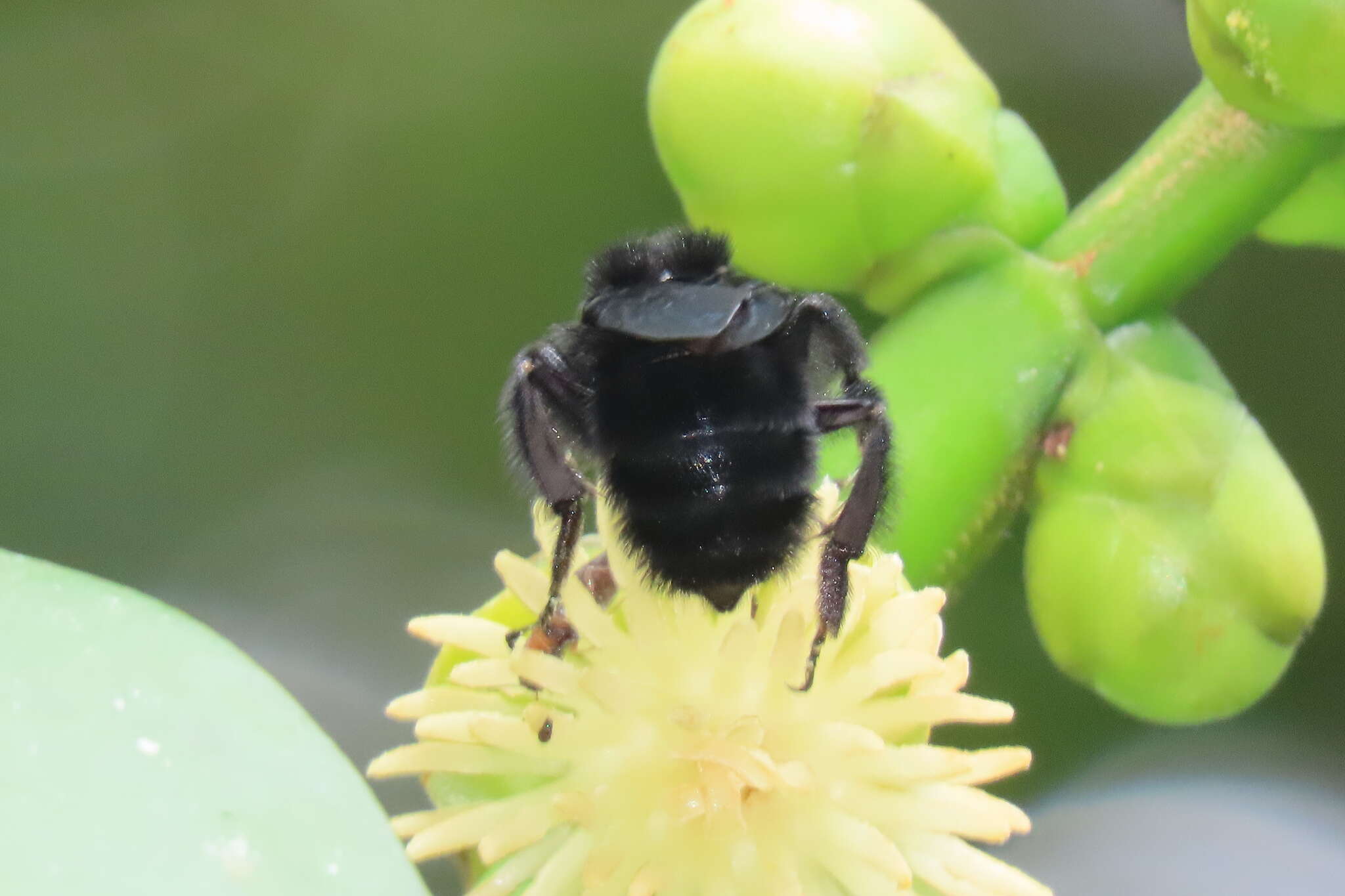 Image of Bombus pullatus Franklin 1913