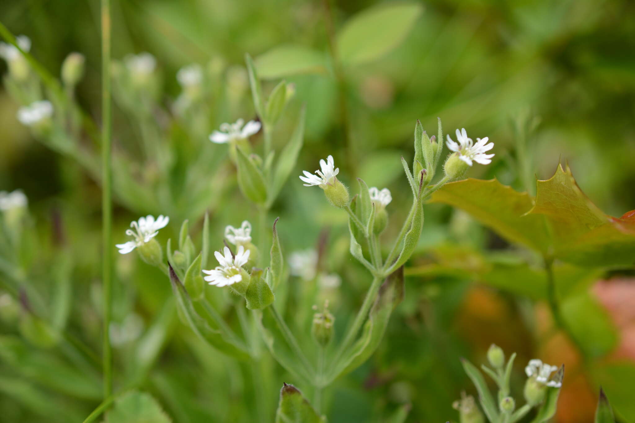 Image of Menzies' campion