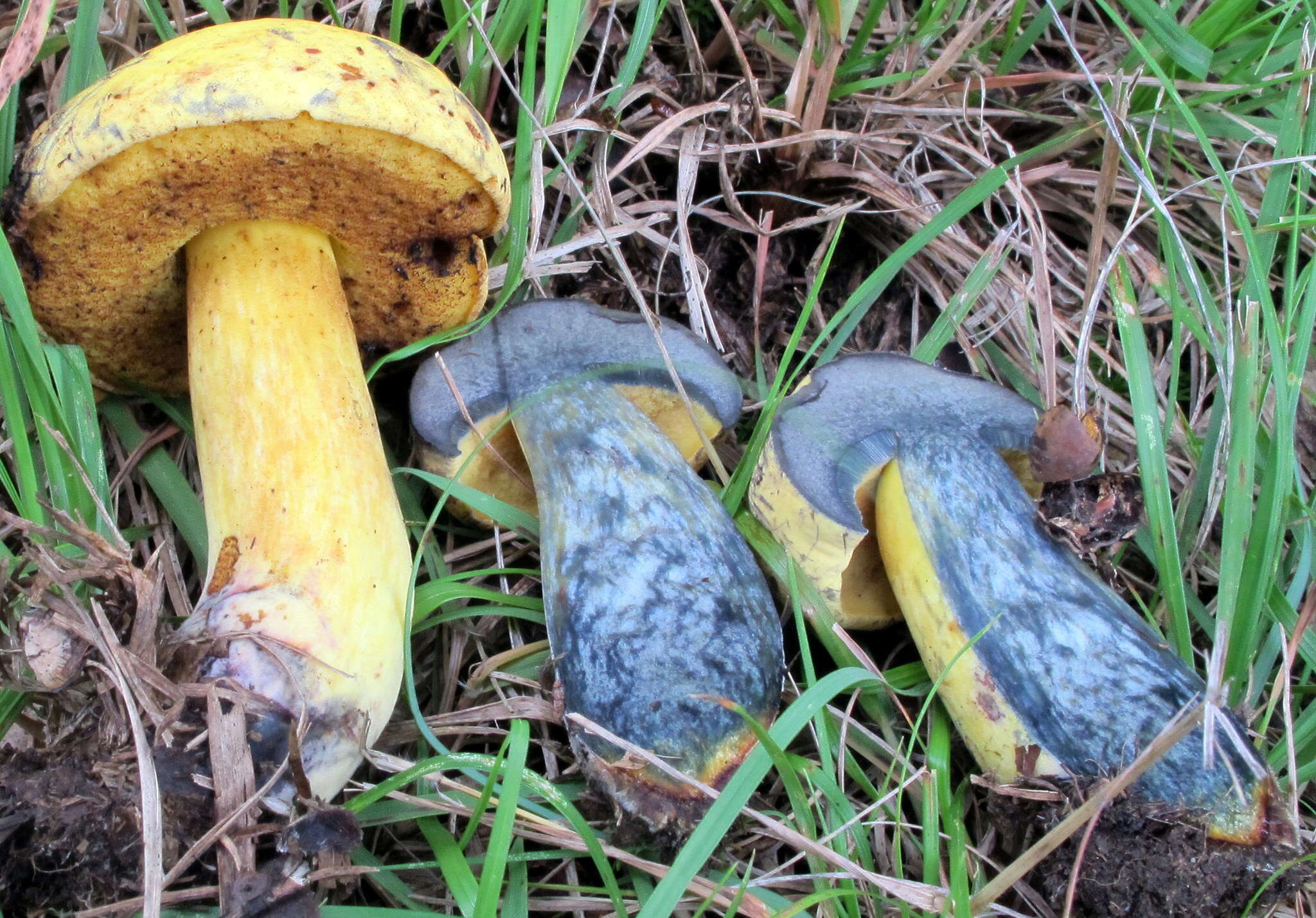 Image of Neoboletus pseudosulphureus (Kallenb.) Klofac 2015