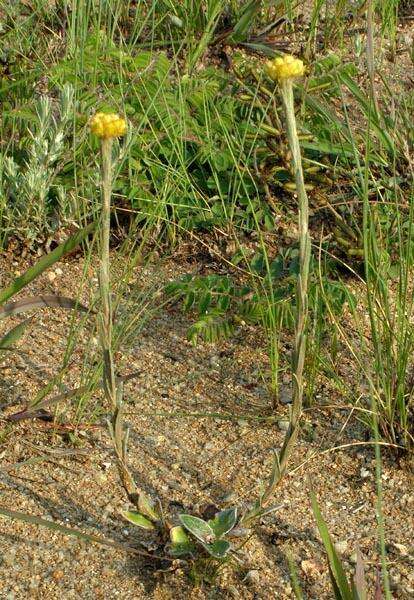 Sivun Helichrysum cephaloideum DC. kuva