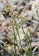 Image of Baccharis sulcata DC.