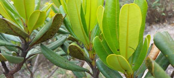 Image of Vochysia thyrsoidea Pohl