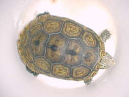 Image of Malaclemys terrapin tequesta Schwartz 1955